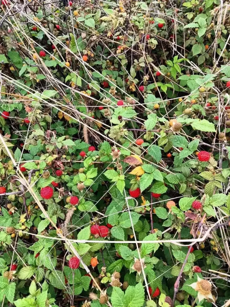 Raspberry (覆盆子): The Counterfeit Problem (And Why It Matters)