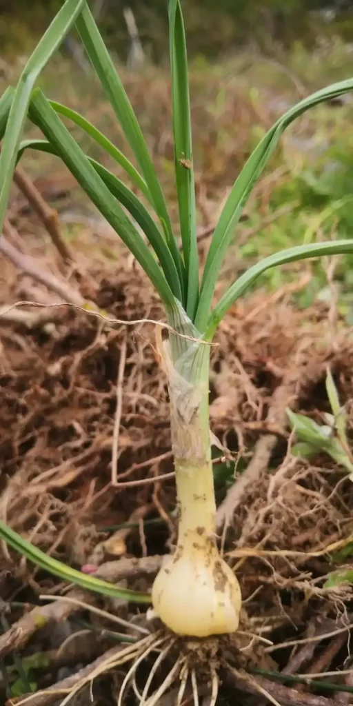 Long Pepper (薤白): The Hidden Secret in Your Kitchen